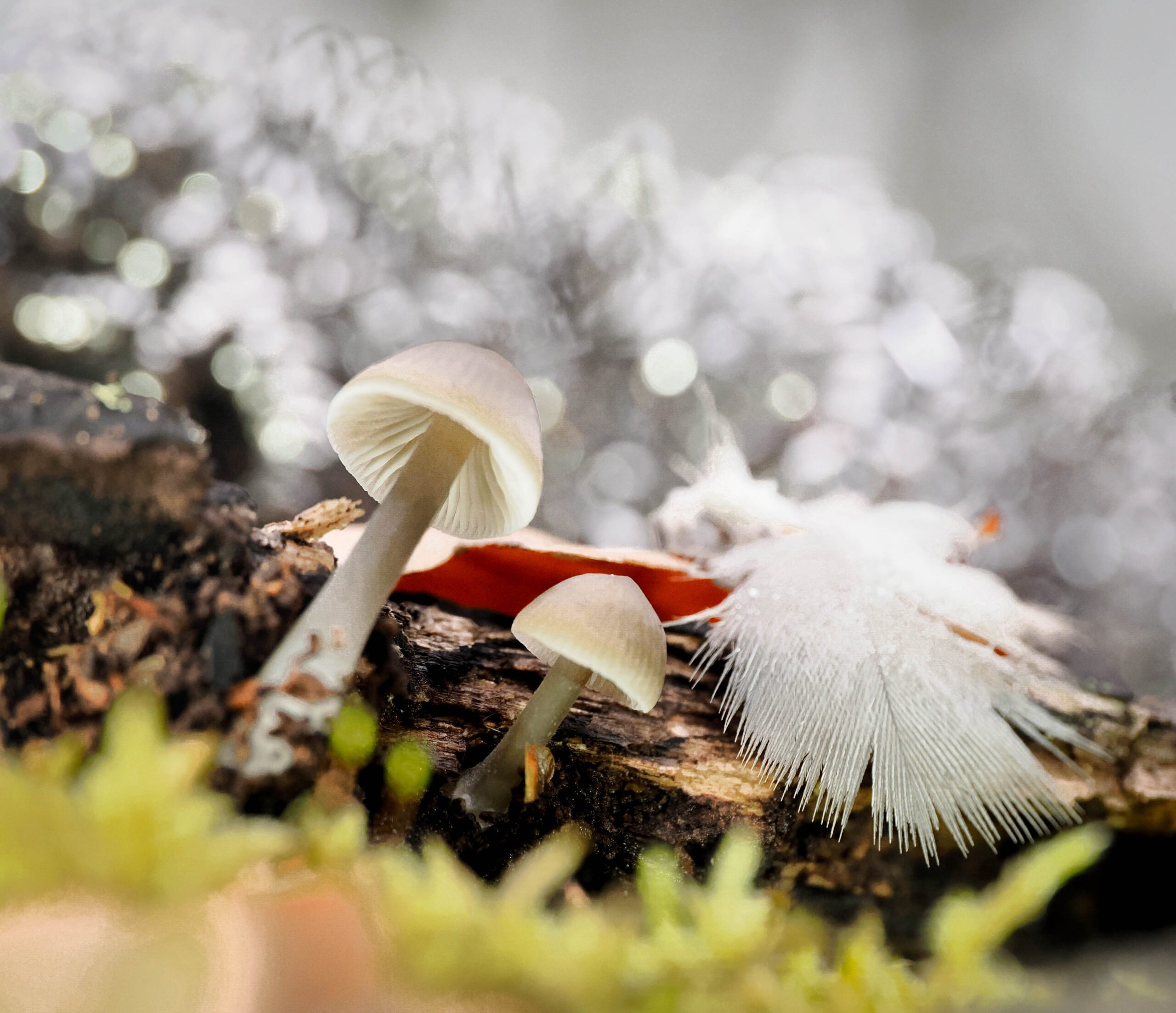 Autumn Treasures of Burnham Beeches