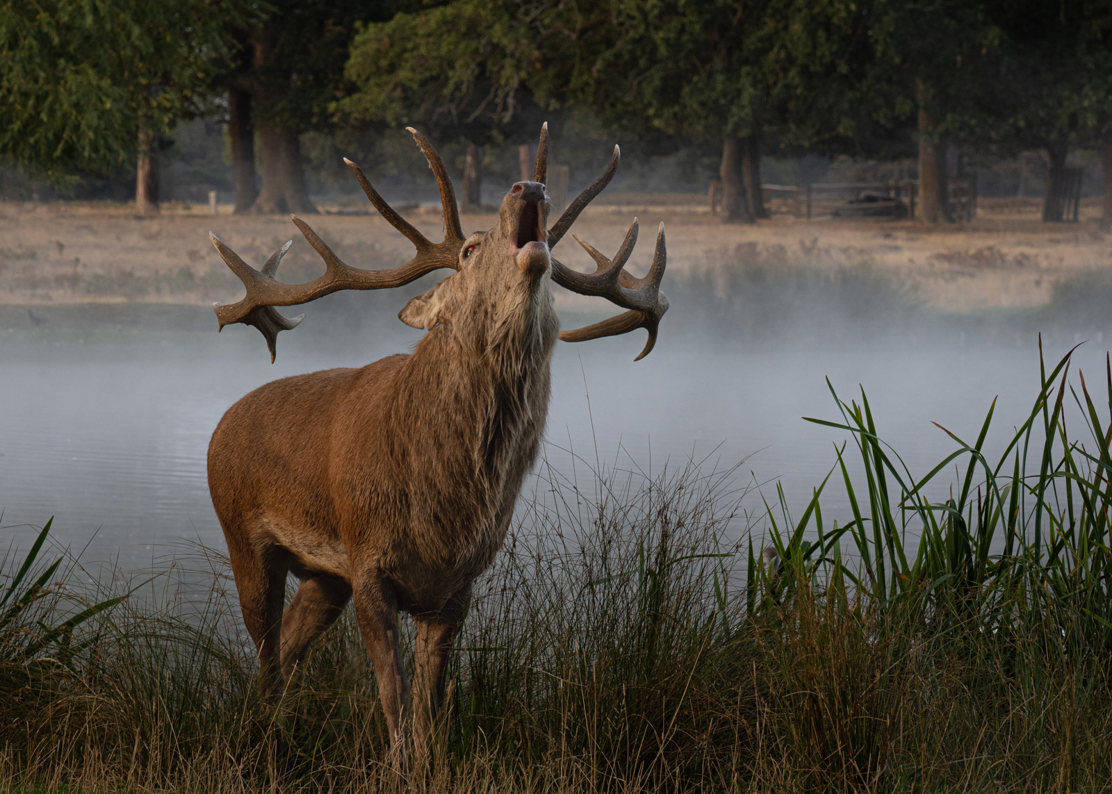 Bushy Park as the Season Changes